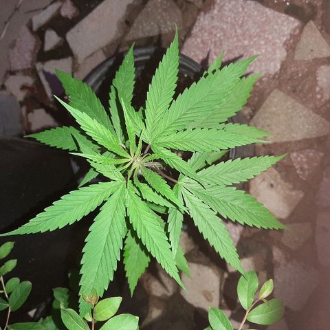 Mary Jane #1 growlog timeline photo
