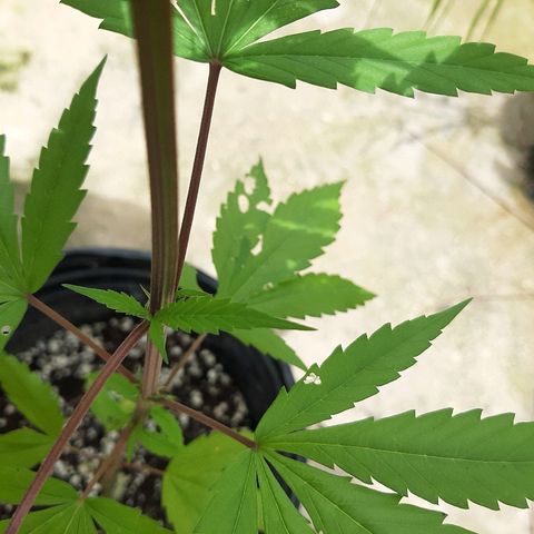 Mary Jane #1 growlog timeline photo
