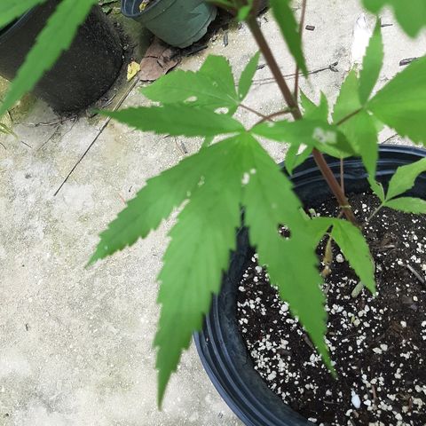 Mary Jane #1 growlog timeline photo