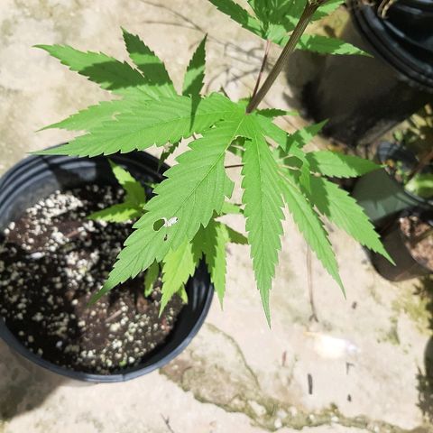 Mary Jane #1 growlog timeline photo