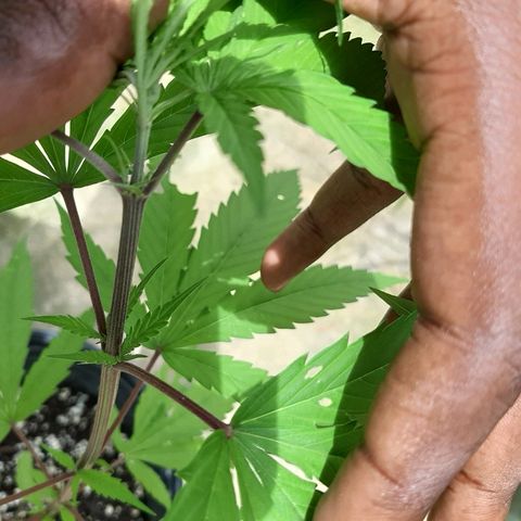Mary Jane #1 growlog timeline photo