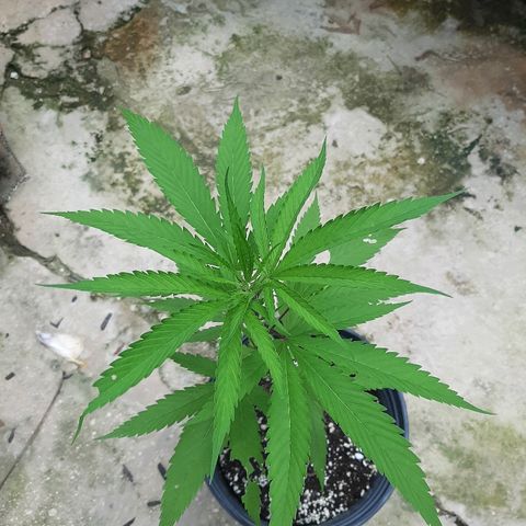 Mary Jane #1 growlog timeline photo