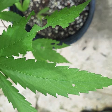 Mary Jane #1 growlog timeline photo