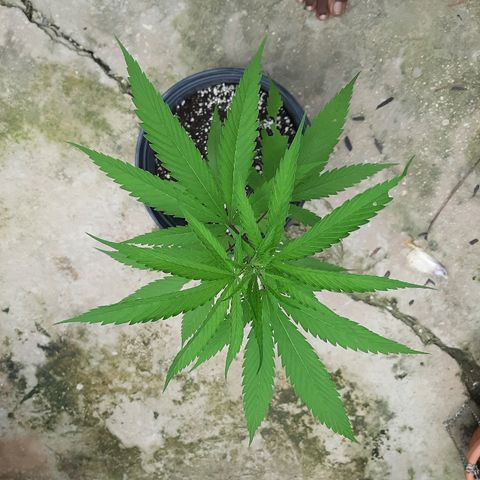 Mary Jane #1 growlog timeline photo