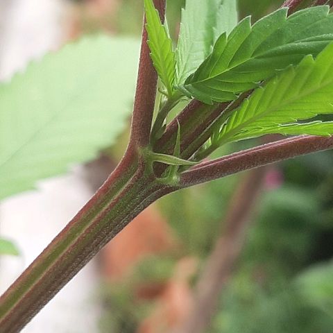 Mary Jane #1 growlog timeline photo