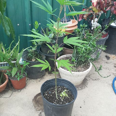 Mary Jane #1 growlog timeline photo