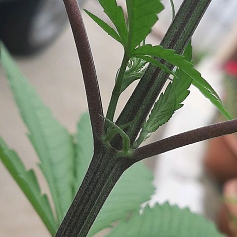 Mary Jane #1 growlog timeline photo