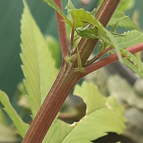 Mary Jane #1 growlog timeline photo