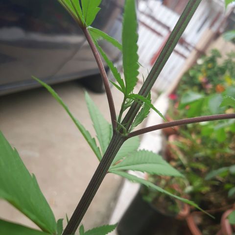Mary Jane #1 growlog timeline photo