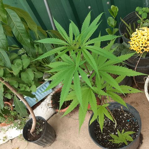 Mary Jane #1 growlog timeline photo