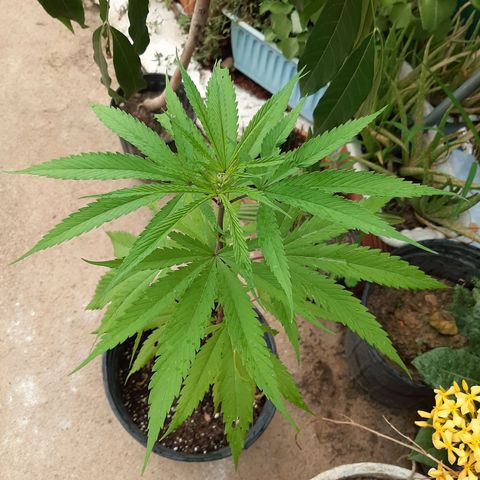 Mary Jane #1 growlog timeline photo