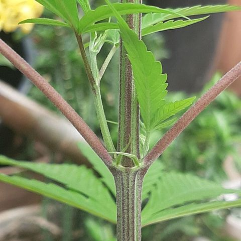 Mary Jane #1 growlog timeline photo