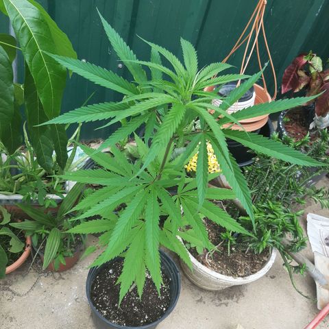 Mary Jane #1 growlog timeline photo