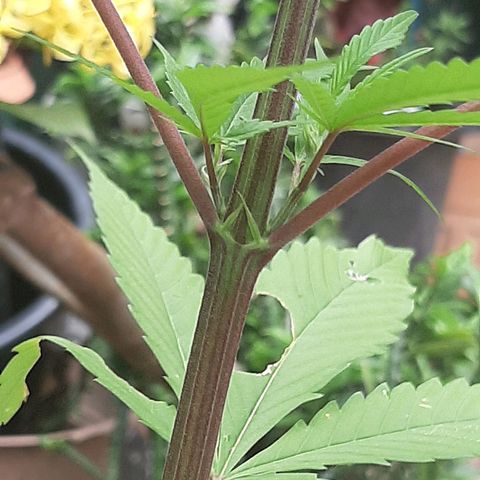 Mary Jane #1 growlog timeline photo