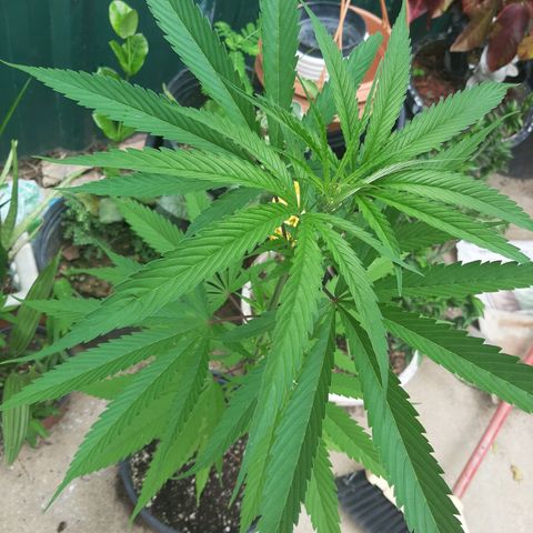Mary Jane #1 growlog timeline photo