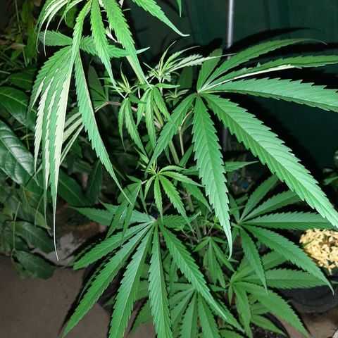 Mary Jane #1 growlog timeline photo