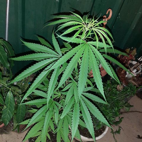 Mary Jane #1 growlog timeline photo