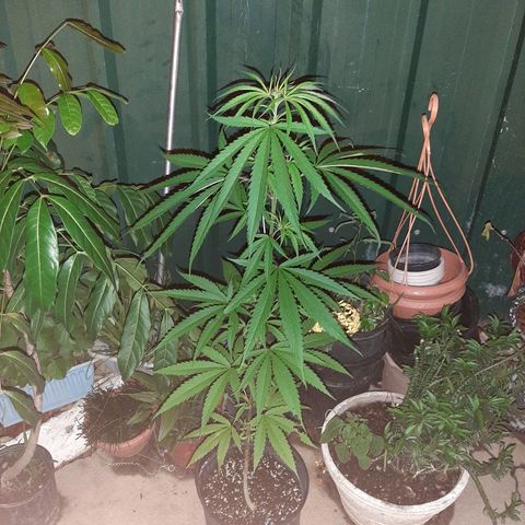 Mary Jane #1 growlog timeline photo