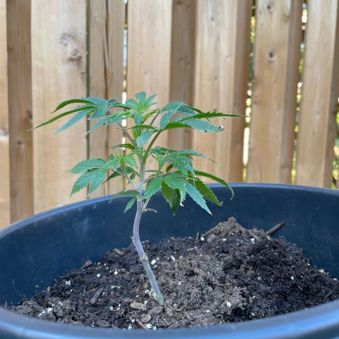 Orange Kush Cake  growlog timeline photo