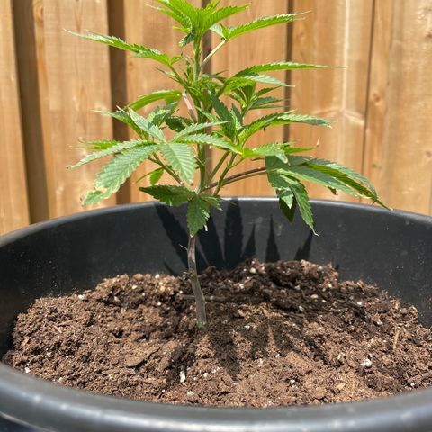Orange Kush Cake  growlog timeline photo