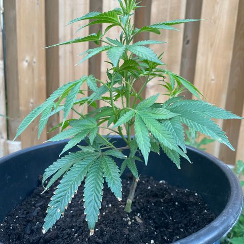 Orange Kush Cake  growlog timeline photo