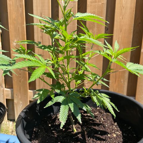 Orange Kush Cake  growlog timeline photo