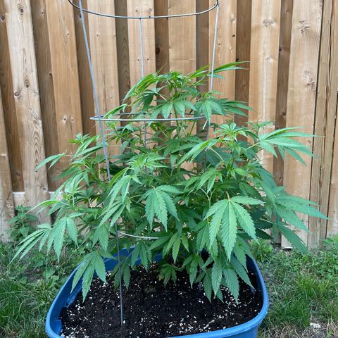 Orange Kush Cake  growlog timeline photo