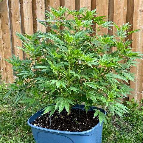 Orange Kush Cake  growlog timeline photo