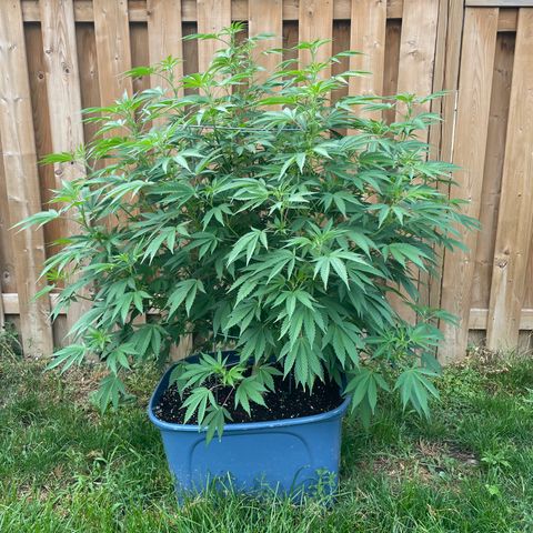 Orange Kush Cake  growlog timeline photo