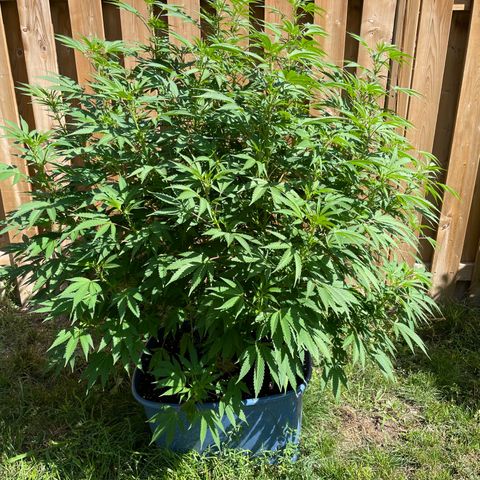 Orange Kush Cake  growlog timeline photo
