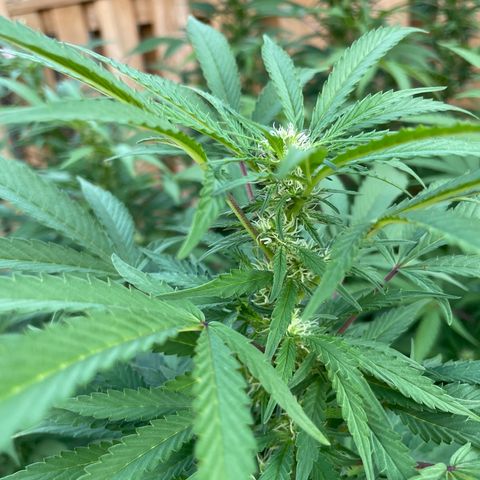 Orange Kush Cake  growlog timeline photo