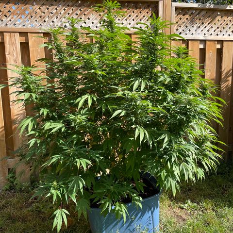 Orange Kush Cake  growlog timeline photo