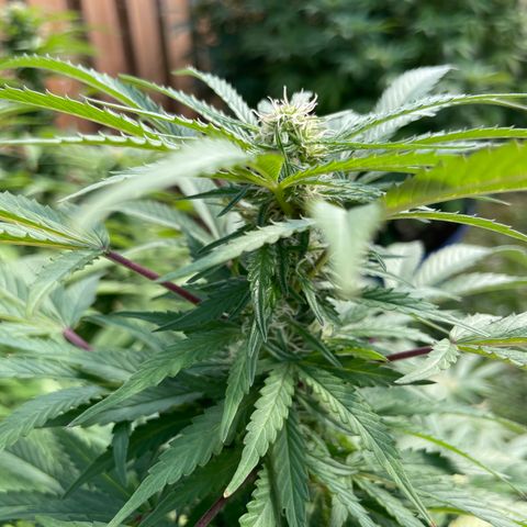 Orange Kush Cake  growlog timeline photo