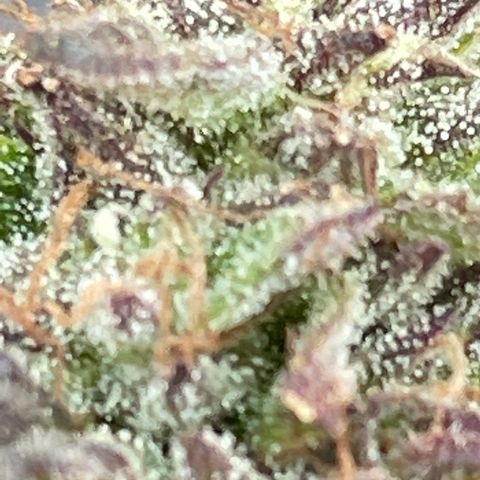 Orange Kush Cake  growlog timeline photo