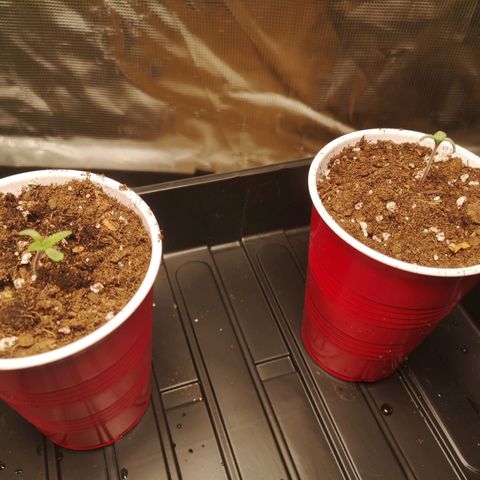 10th Planet growlog timeline photo