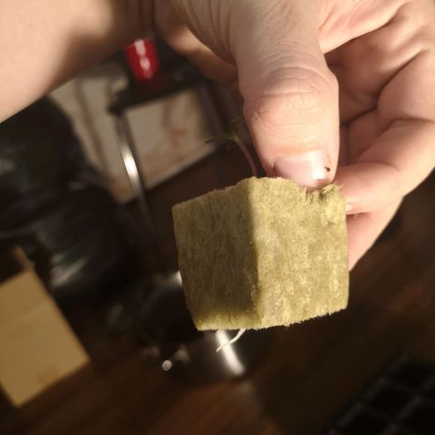 10th Planet growlog timeline photo