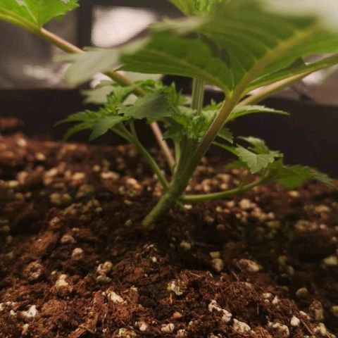 Grandaddy black growlog timeline photo