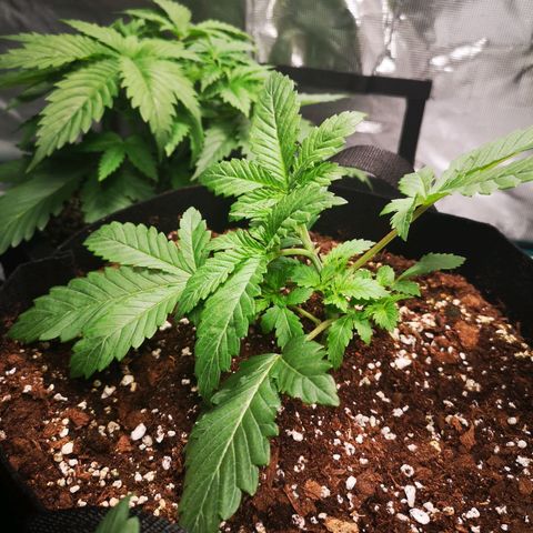 Grandaddy black growlog timeline photo