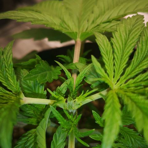 Northern Lights #5 growlog timeline photo