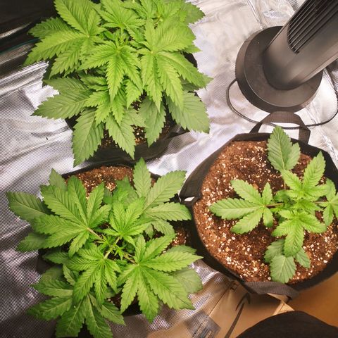 Cheese growlog timeline photo
