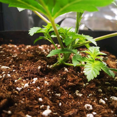 Grandaddy black growlog timeline photo