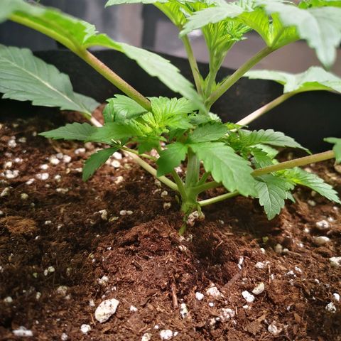 Grandaddy black growlog timeline photo