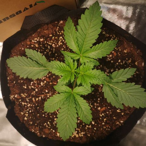 Grandaddy black growlog timeline photo