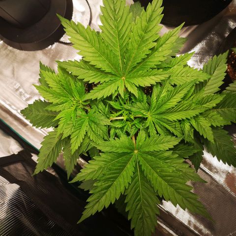 Northern Lights #5 growlog photo: Recovering well from topping 