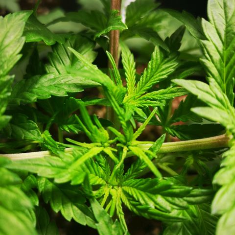 Northern Lights #5 growlog photo: Recovering well from topping 