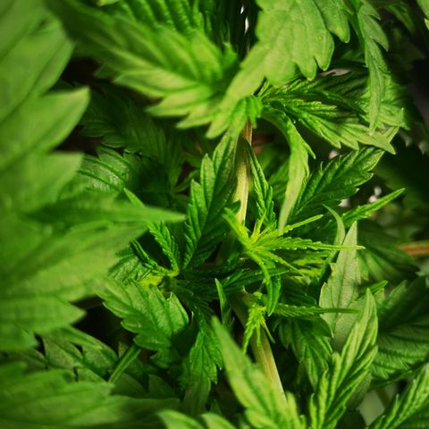 Cheese growlog photo: Recovering well from topping 