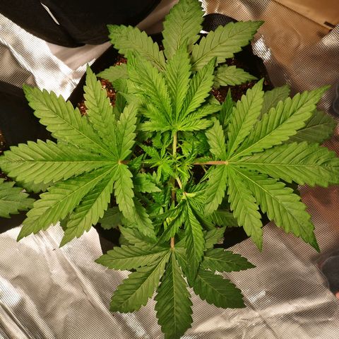Cheese growlog photo: Recovering well from topping 