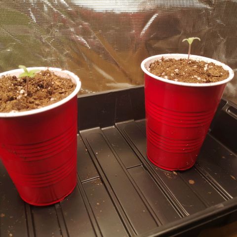 10th Planet growlog timeline photo