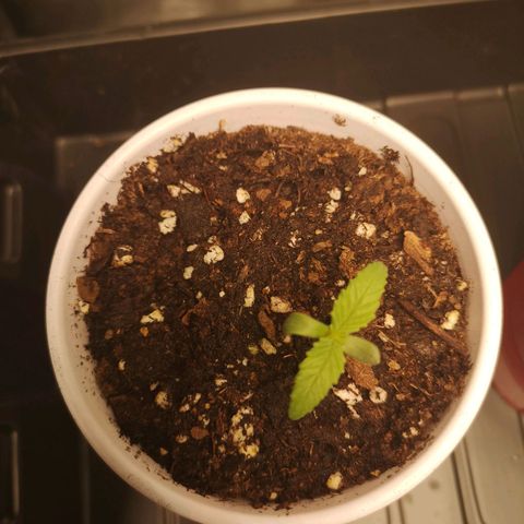 10th Planet growlog timeline photo