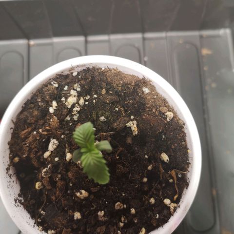 O. K. C growlog timeline photo